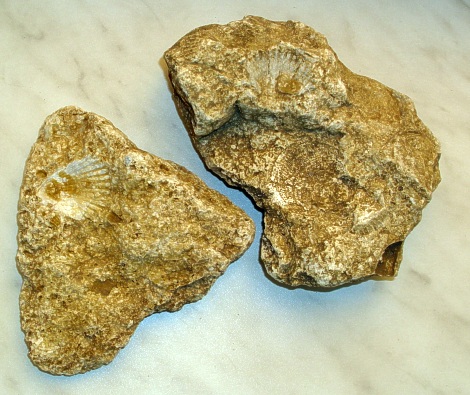 Zkamenělina mlže - srdcovky - nalezeno v okolí Pamětic