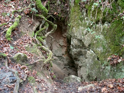 Strom u vstupní skluzavky do Malčiny jeskyně